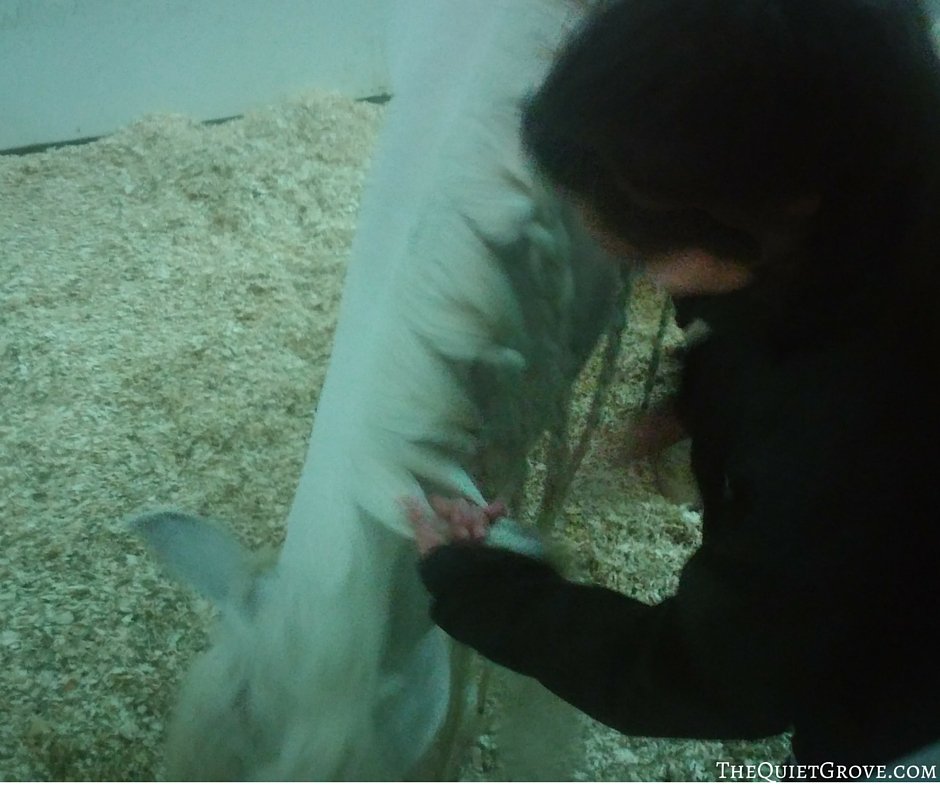 Date Night at Odysseo by Cavalia (Review and Giveaway)