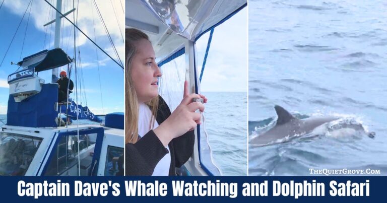 Captain Dave's Whale Watching and Dolphin Safari